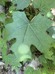 Cnidoscolus multilobus