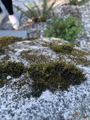 Racomitrium heterostichum