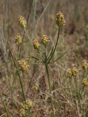 Plantago arenaria