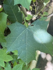 Cnidoscolus multilobus