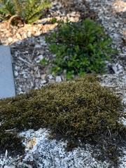 Racomitrium heterostichum