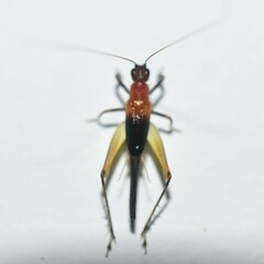 Homoeoxipha lycoides