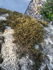 Racomitrium heterostichum