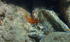 Symphodus ocellatus