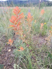 Castilleja linariifolia