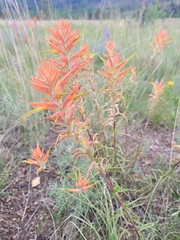 Castilleja linariifolia