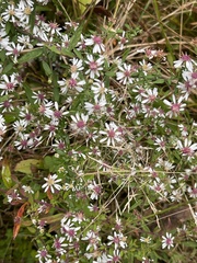 Symphyotrichum lateriflorum