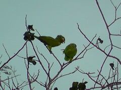 Amazona autumnalis