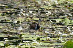 Hydrophasianus chirurgus