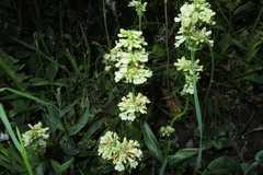 Penstemon confertus
