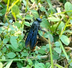 Colpacampsomeris indica