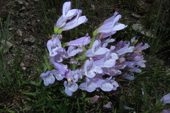 Penstemon lyallii