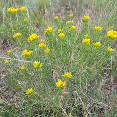 Chrysothamnus viscidiflorus