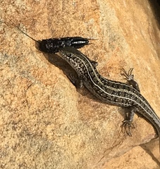 Acanthogryllus fortipes