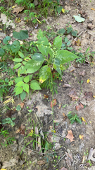 Persicaria virginiana