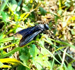 Colpacampsomeris indica