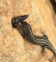 Acanthogryllus fortipes