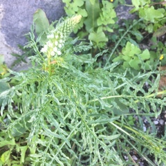 Reseda alba