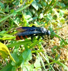 Colpacampsomeris indica