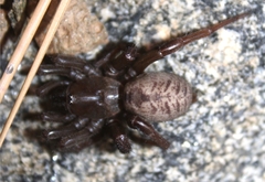 Aptostichus