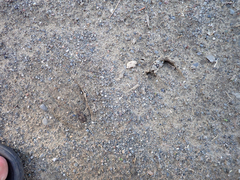 Odocoileus hemionus columbianus