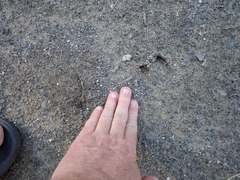 Odocoileus hemionus columbianus
