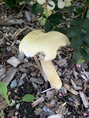 Stropharia ambigua