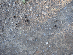 Odocoileus hemionus columbianus