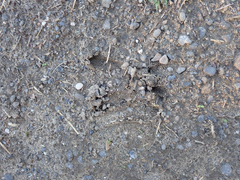 Odocoileus hemionus columbianus