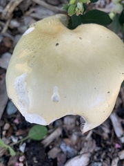 Stropharia ambigua