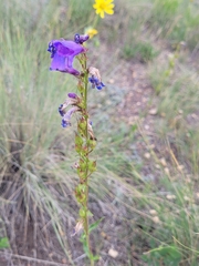 Penstemon strictus