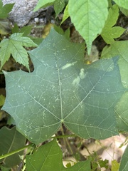 Cnidoscolus multilobus