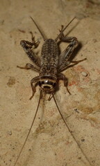 Eumodicogryllus bordigalensis