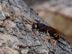 Urocerus flavicornis