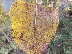 Populus