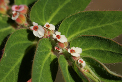 Euphorbia tettensis image
