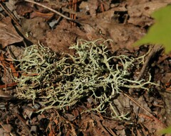 Evernia mesomorpha
