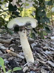 Stropharia
