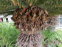 Cycas revoluta