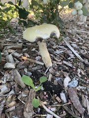 Stropharia rugosoannulata