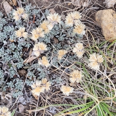 Antennaria parvifolia
