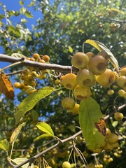Malus coronaria