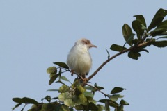 Prinia erythroptera