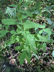 Hypericum virginicum