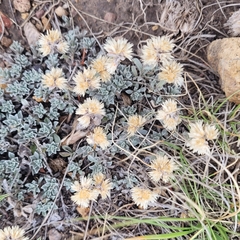 Antennaria parvifolia
