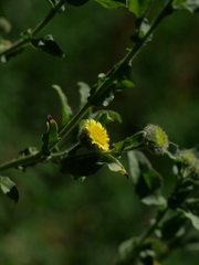 Pulicaria vulgaris