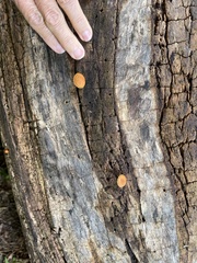 Flammulaster erinaceellus