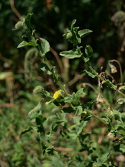 Pulicaria vulgaris