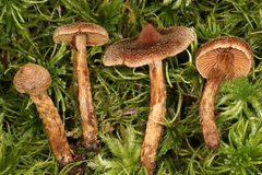 Cortinarius angelesianus