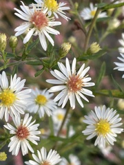 Symphyotrichum lanceolatum